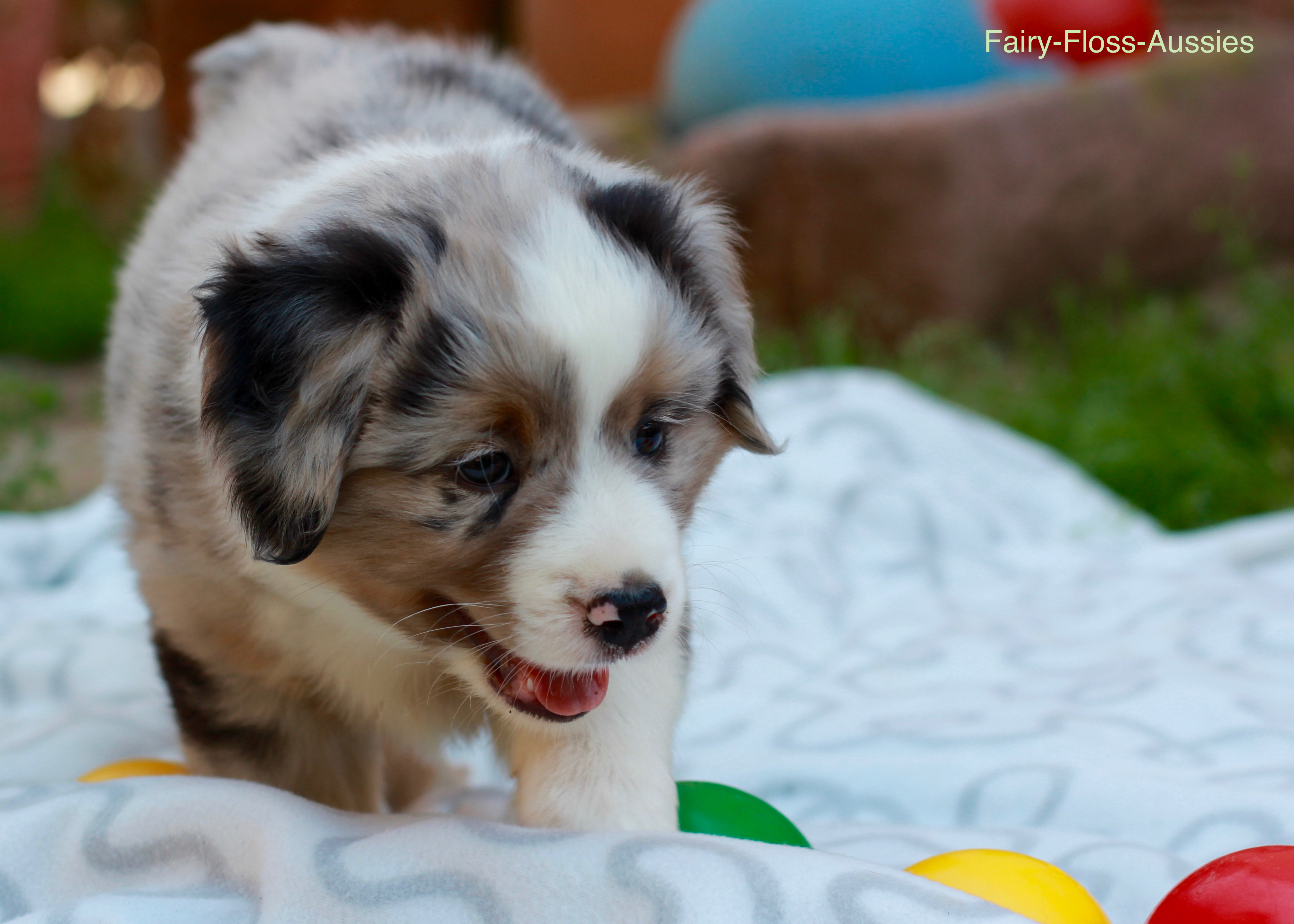 Mini Aussie Welpen - Miniature Australian Shepherd Züchter Mini Aussie Welpen