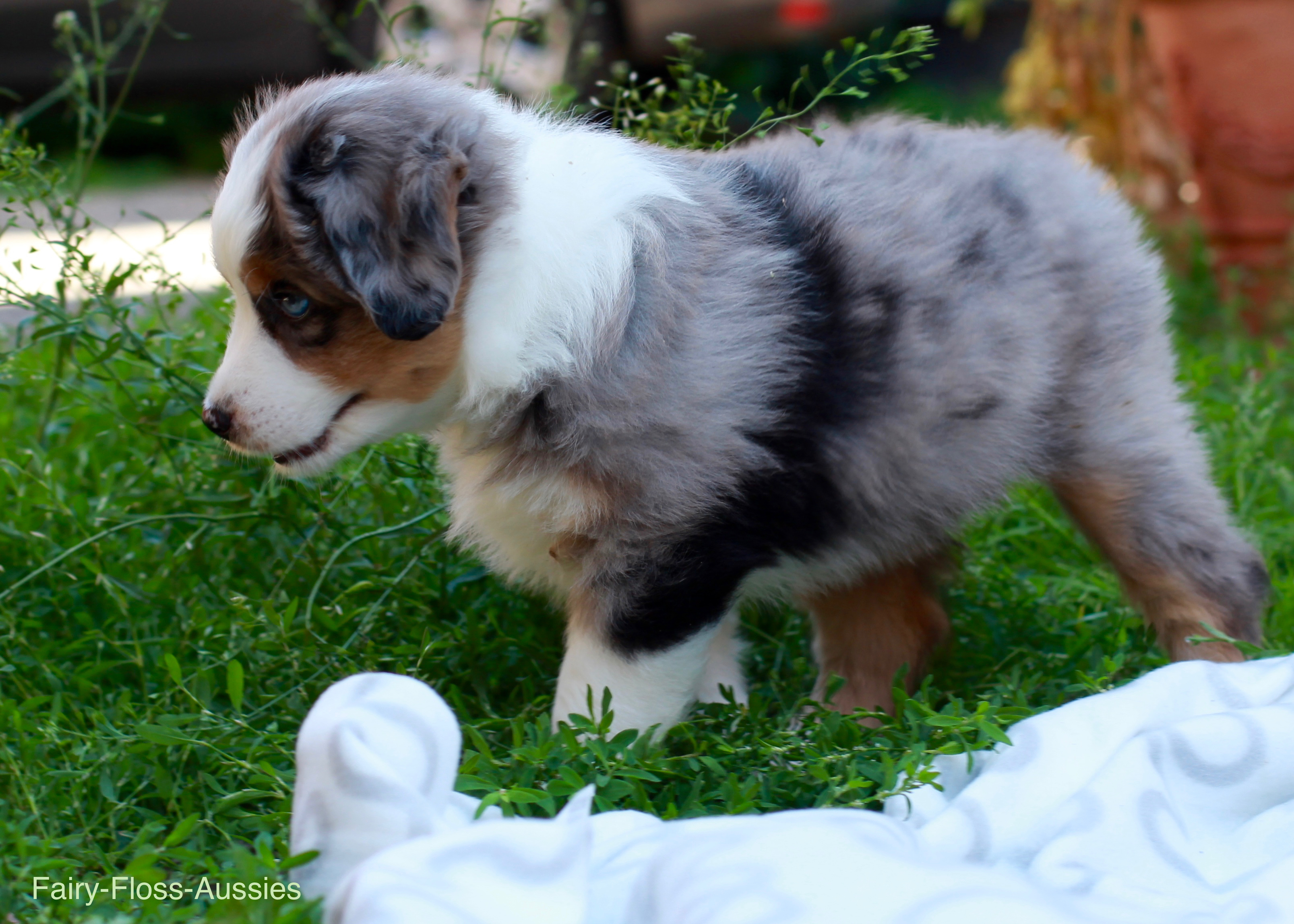 Mini Aussie Welpen - Miniature Australian Shepherd Züchter Mini Aussie Welpen