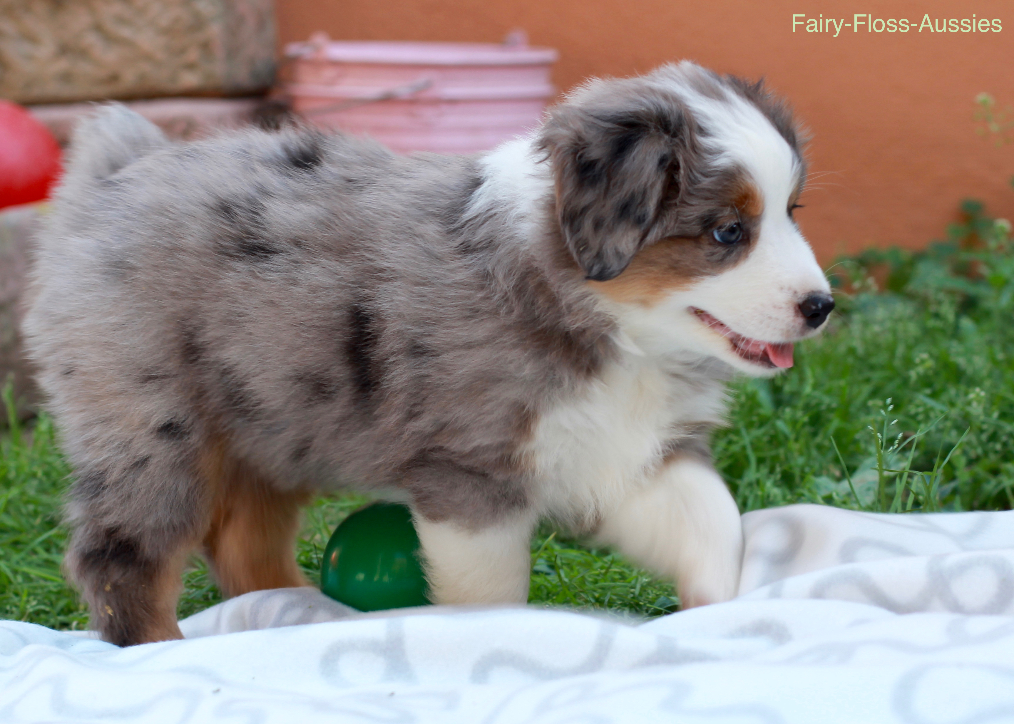 Mini Aussie Welpen - Miniature Australian Shepherd Züchter Mini Aussie Welpen
