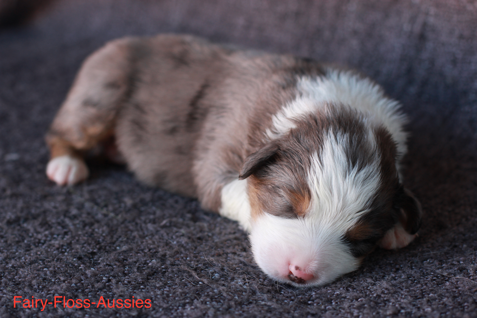 Mini Aussie Welpen - Miniature Australian Shepherd Züchter Mini Aussie Welpen