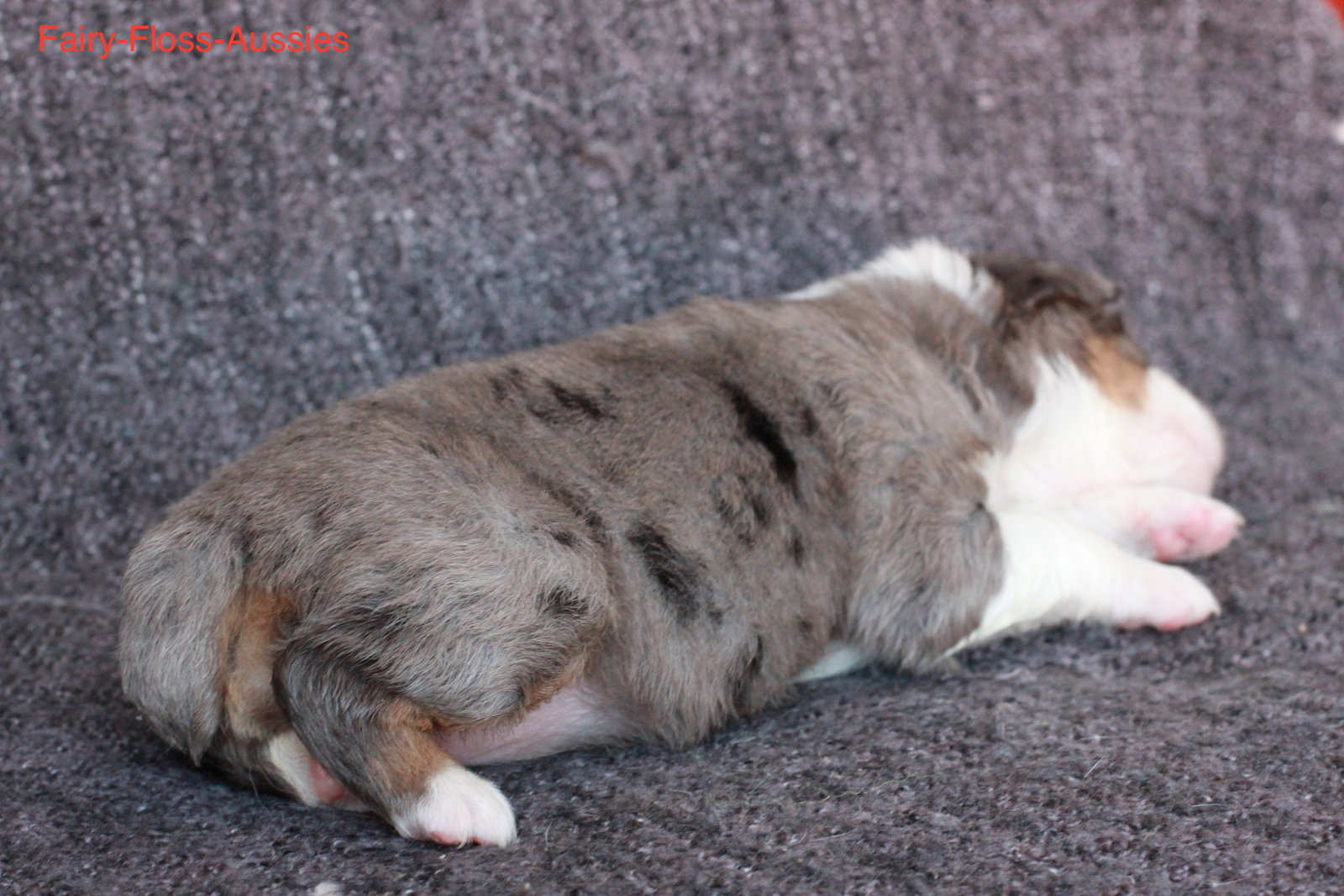 Mini Aussie Welpen - Miniature Australian Shepherd Züchter Mini Aussie Welpen