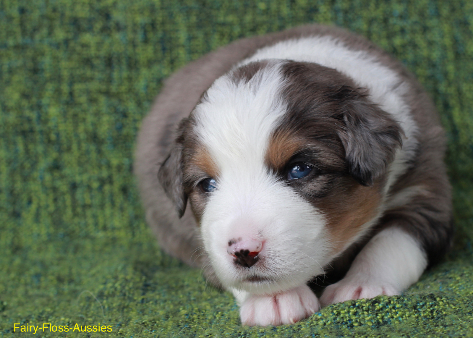 Mini Aussie Welpen - Miniature Australian Shepherd Züchter Mini Aussie Welpen