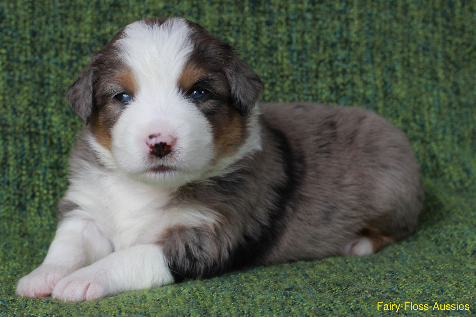 Mini Aussie Welpen - Miniature Australian Shepherd Züchter Mini Aussie Welpen