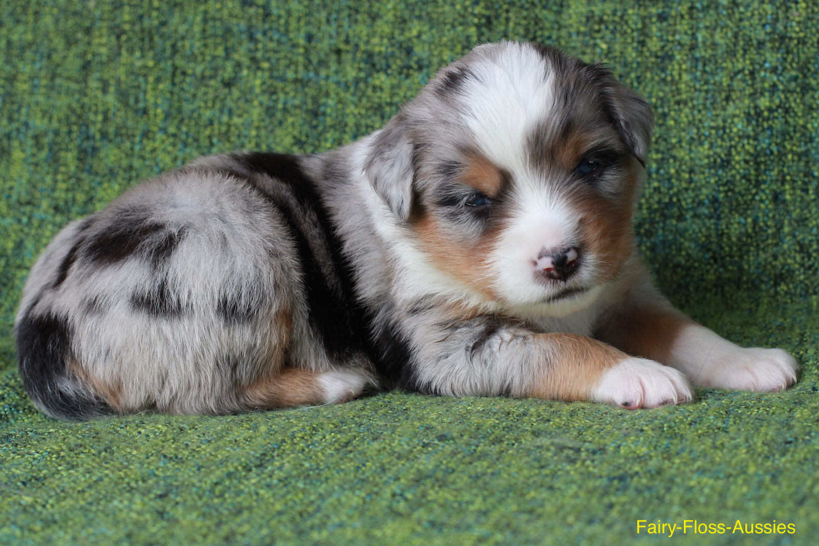 Mini Aussie Welpen - Miniature Australian Shepherd Züchter Mini Aussie Welpen