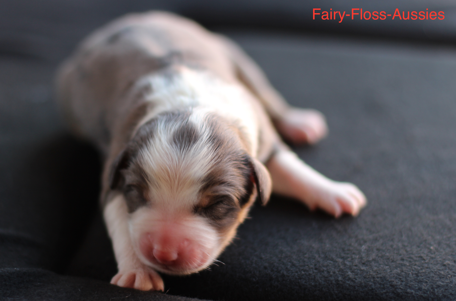 Mini Aussie Welpen