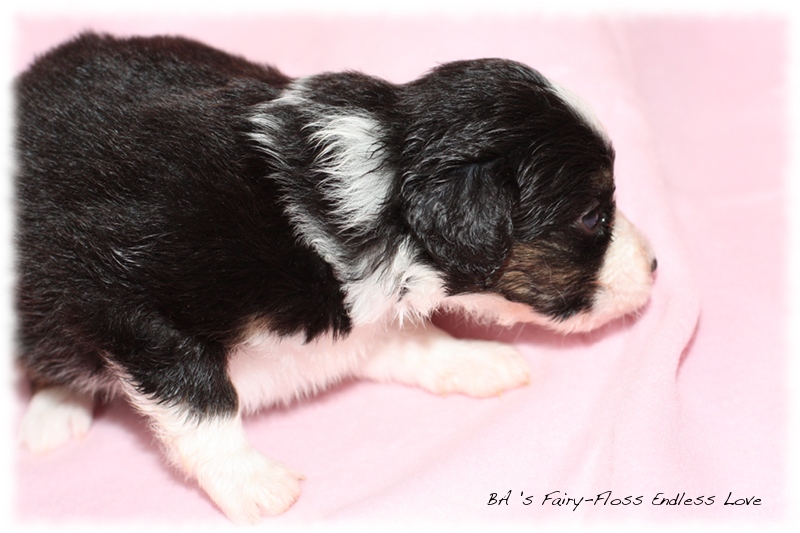 Mini   Aussie Welpen - Bluey und Trigger