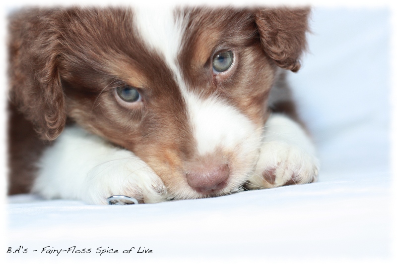 Mini   Aussie Welpen - Bluey und Trigger