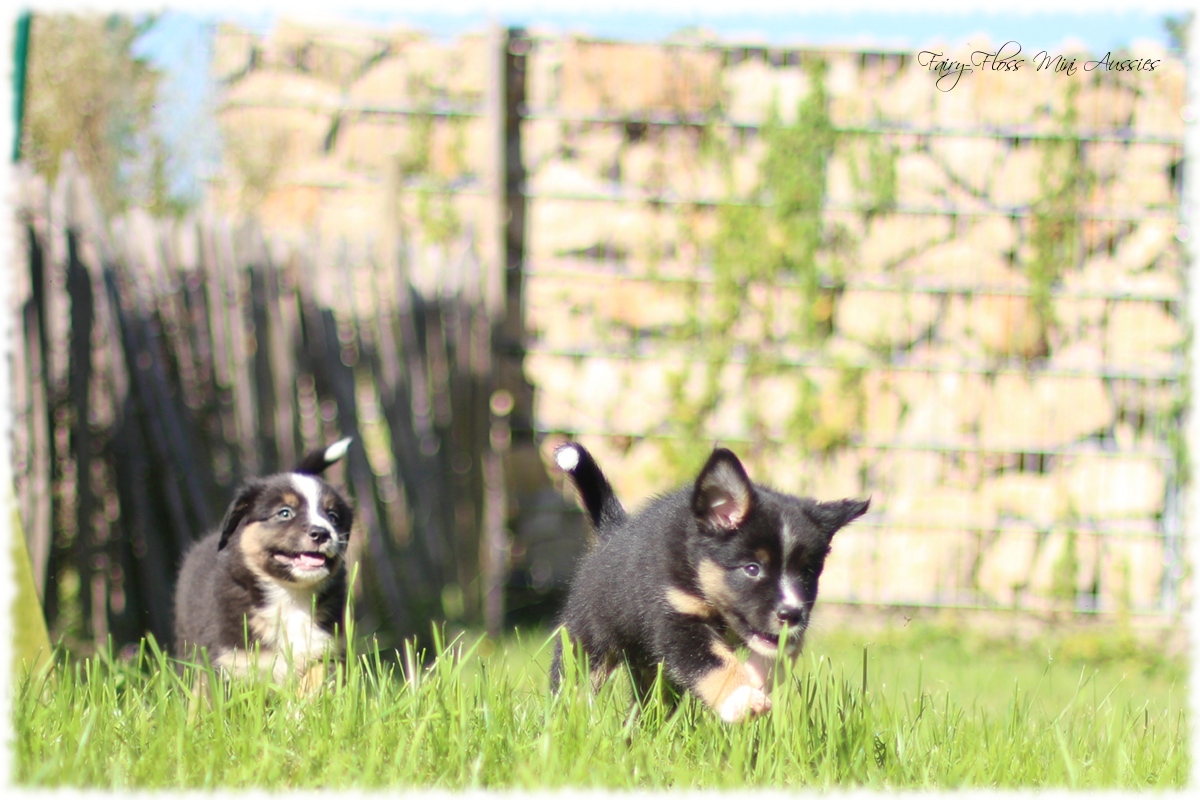 Mini Aussie Welpen - Mini Aussie Z&uml;chter - Gesunde Mini Aussies