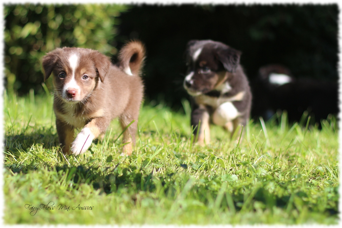 Mini Aussie Welpen - Mini Aussie Z&uml;chter - Gesunde Mini Aussies