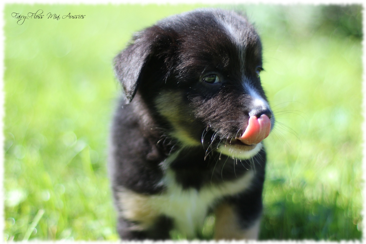Mini Aussie Welpen - Mini Aussie Z&uuml;chter - Gesunde Mini Aussies