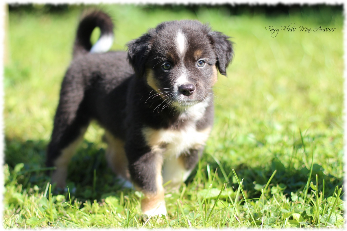 Mini Aussie Welpen - Mini Aussie Z&uuml;chter - Gesunde Mini Aussies
