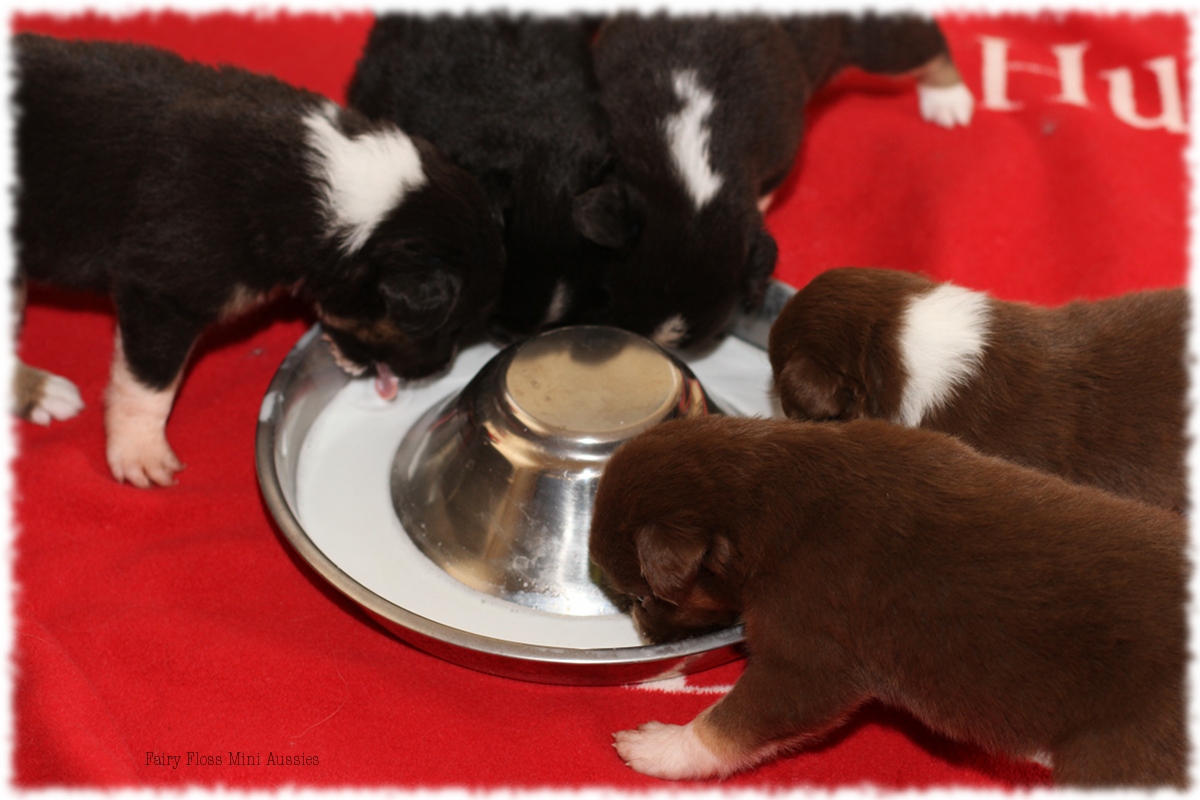 Mini Aussie Welpen - Mini Aussie Z&uuml;chter - Gesunde Mini Aussies