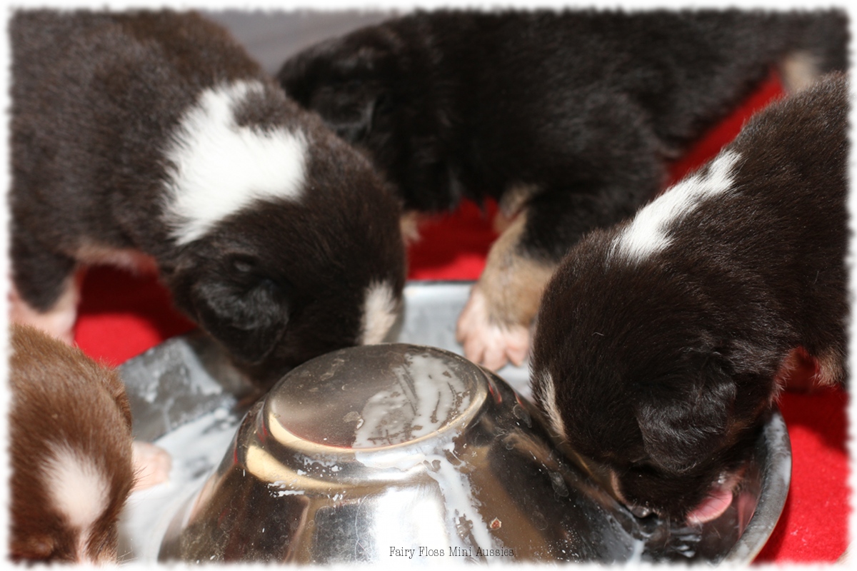 Mini Aussie Welpen - Mini Aussie Z&uuml;chter - Gesunde Mini Aussies