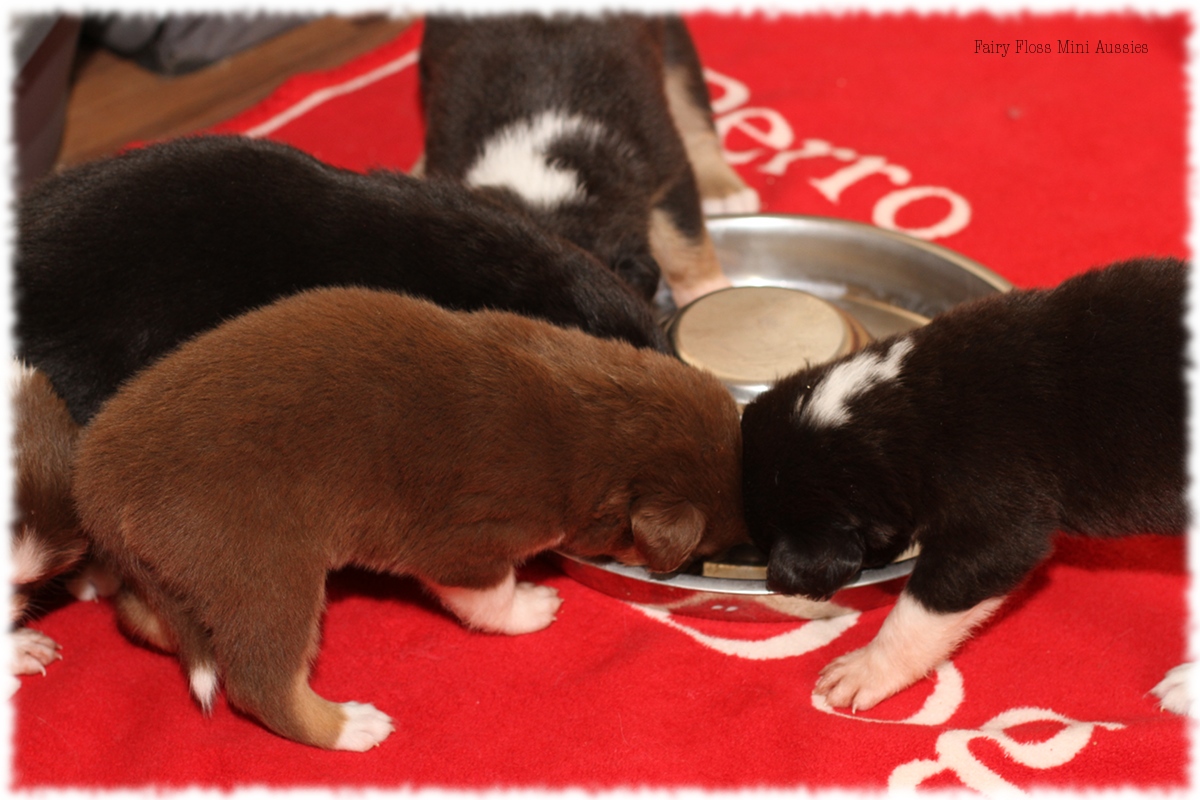 Mini Aussie Welpen - Mini Aussie Z&uuml;chter - Gesunde Mini Aussies