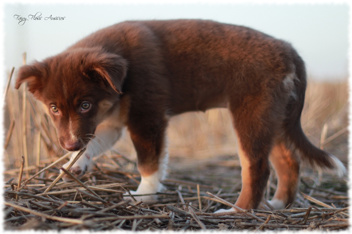 Mini Aussie Welpen - Mini Aussie Z&uuml;chter - Gesunde Mini Aussies