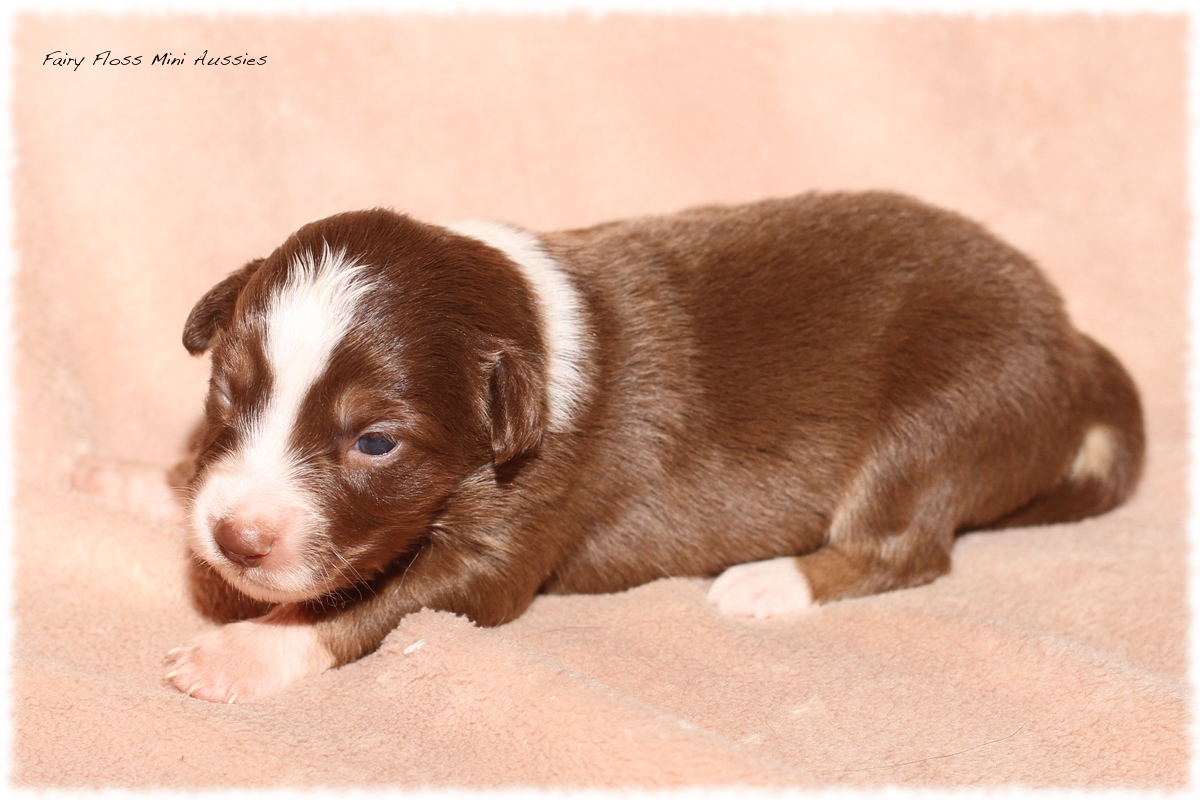 Mini Aussie Welpen - Mini Aussie Z&uuml;chter - Gesunde Mini Aussies