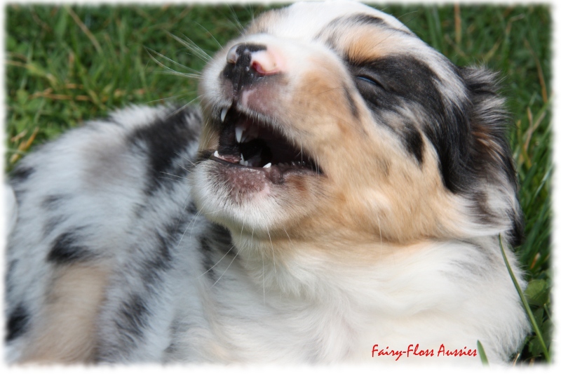Mini Aussie Welpen in Aktion