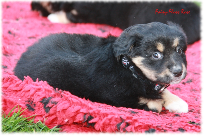 Mini Aussie Welpe - 24. Tag