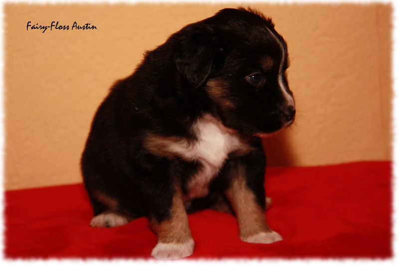 Mini Aussie Welpe - 24. Tag