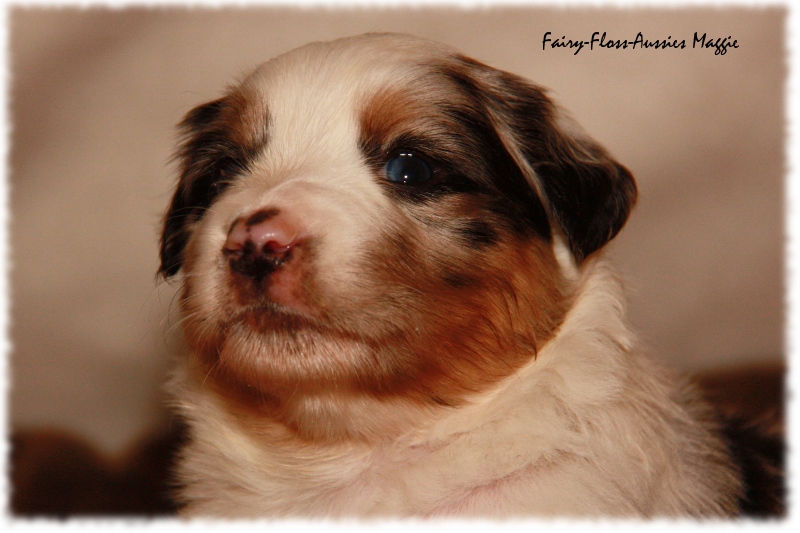 Mini Aussie Welpe - 24. Tag