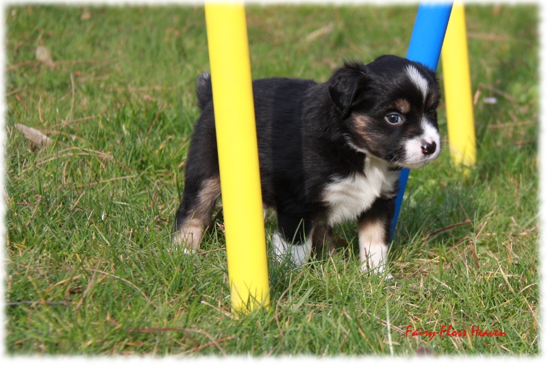 Mini Aussie Welpe - 33. Tag