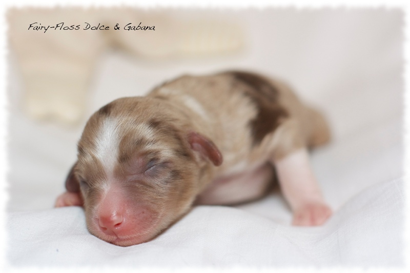 Mini Aussie Welpen - Mini Aussie Z&uuml;chter - Gesunde Mini Aussies