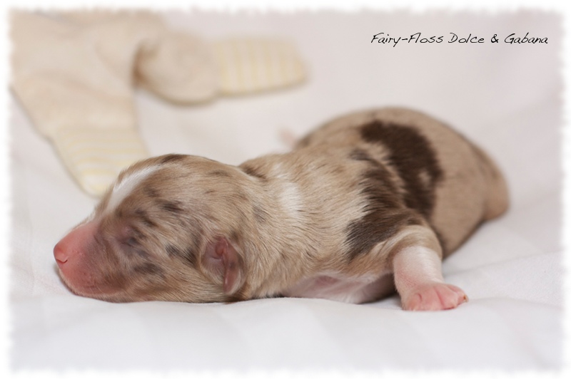 Mini Aussie Welpen - Mini Aussie Z&uuml;chter - Gesunde Mini  Aussies