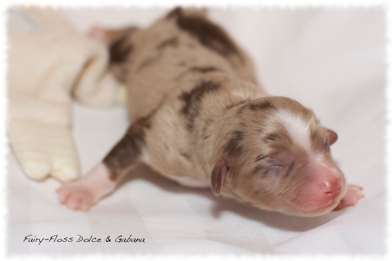 Mini Aussie Welpen - Mini Aussie Z&uuml;chter - Gesunde Mini   Aussies