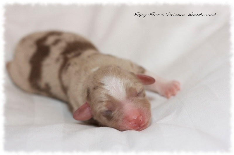 Mini Aussie Welpen - Mini Aussie Z&uuml;chter - Gesunde Mini   Aussies