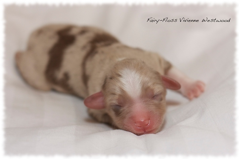 Mini Aussie Welpen - Mini Aussie Z&uuml;chter - Gesunde Mini   Aussies