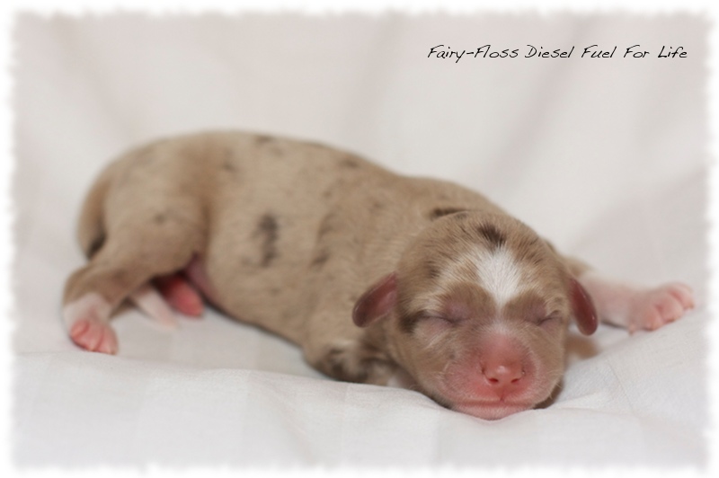 Mini Aussie Welpen - Mini Aussie Z&uuml;chter - Gesunde Mini   Aussies