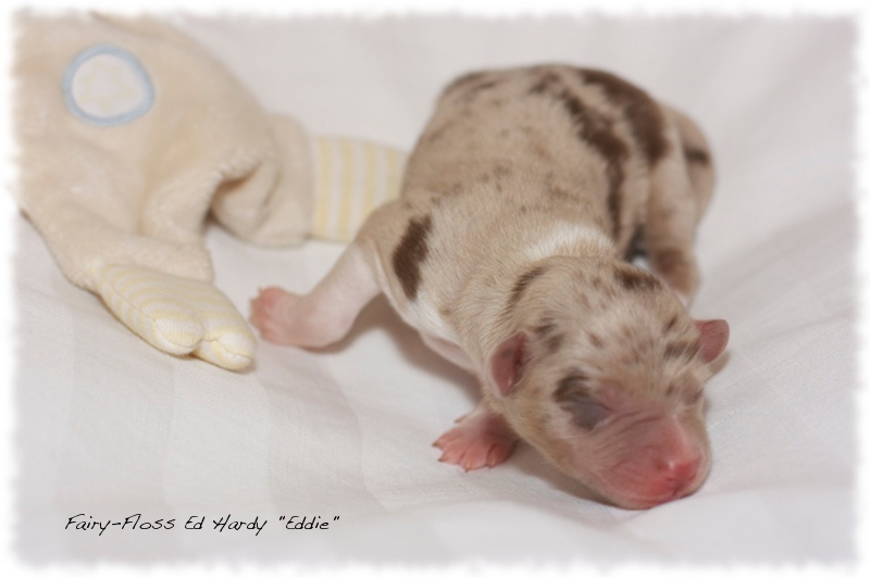 Mini Aussie Welpen - Mini Aussie Z&uuml;chter - Gesunde Mini   Aussies