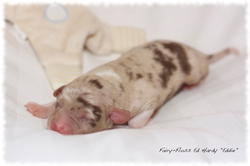 Mini Aussie Welpen - Mini Aussie Z&uuml;chter - Gesunde Mini   Aussies