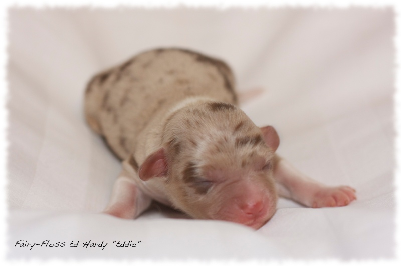 Mini Aussie Welpen - Mini Aussie Z&uuml;chter - Gesunde Mini   Aussies