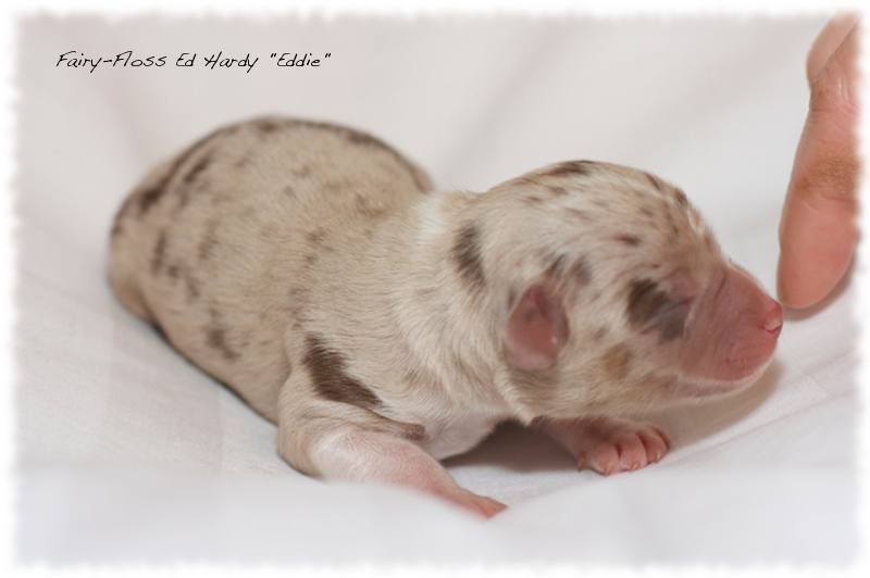 Mini Aussie Welpen - Mini Aussie Z&uuml;chter - Gesunde Mini   Aussies