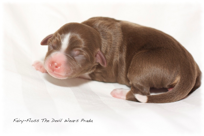 Mini Aussie Welpen - Mini Aussie Z&uuml;chter - Gesunde Mini   Aussies