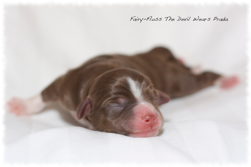 Mini Aussie Welpen - Mini Aussie Z&uuml;chter - Gesunde Mini   Aussies