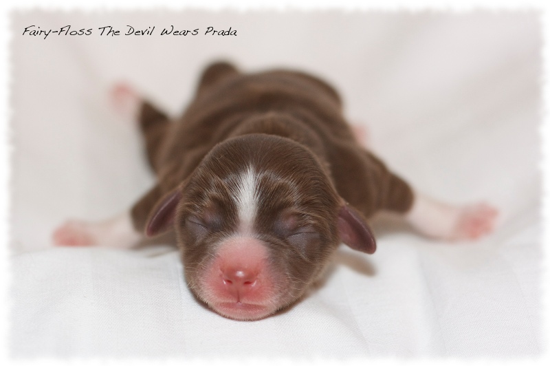 Mini Aussie Welpen - Mini Aussie Z&uuml;chter - Gesunde Mini   Aussies