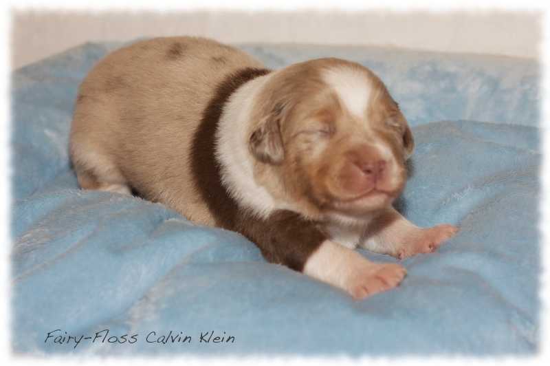 Mini  Aussie Welpen - Mini Aussie Z&uuml;chter - Gesunde Mini   Aussies