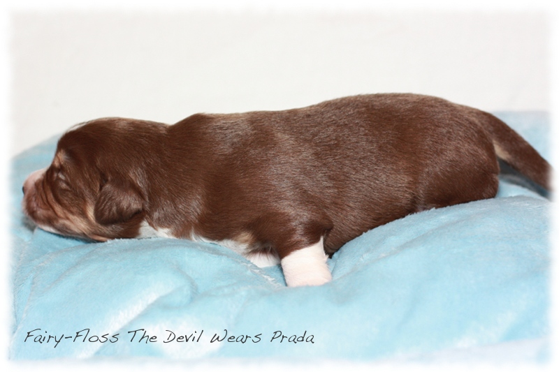 Mini    Aussie Welpen - Mini Aussie Z&uuml;chter - Gesunde Mini Aussies