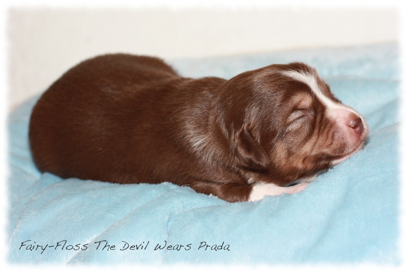 Mini    Aussie Welpen - Mini Aussie Z&uuml;chter - Gesunde Mini Aussies