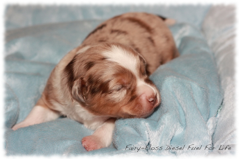 Mini        Aussie Welpen - Mini Aussie Z&uuml;chter - Gesunde Mini   Aussies
