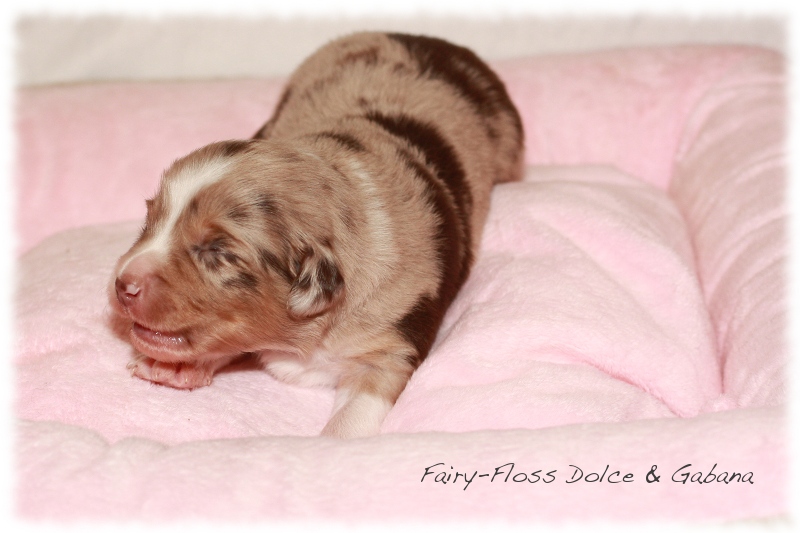 Mini Aussie Welpen - Mini Aussie Z&uuml;chter - Gesunde Mini Aussies