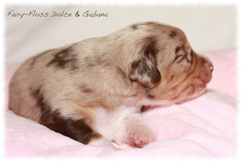 Mini  Aussie Welpen - Mini Aussie Z&uuml;chter - Gesunde Mini Aussies