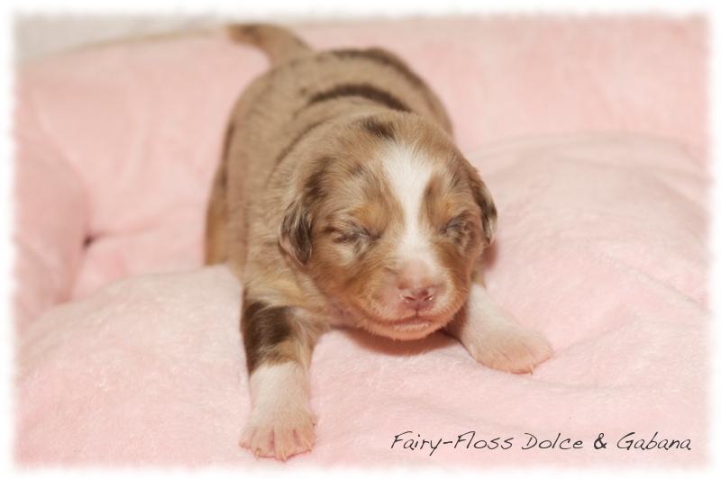 Mini   Aussie Welpen - Mini Aussie Z&uuml;chter - Gesunde Mini Aussies