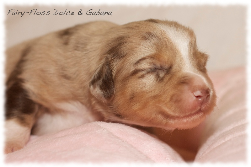 Mini    Aussie Welpen - Mini Aussie Z&uuml;chter - Gesunde Mini Aussies
