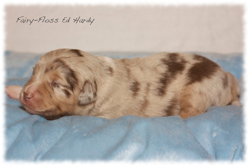 Mini   Aussie Welpen - Mini Aussie Z&uuml;chter - Gesunde Mini   Aussies