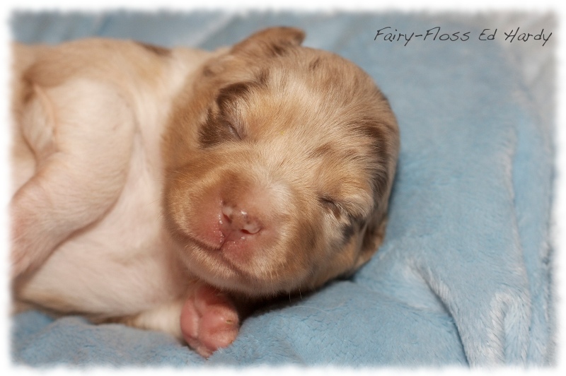 Mini  Aussie Welpen - Mini Aussie Z&uuml;chter - Gesunde Mini   Aussies