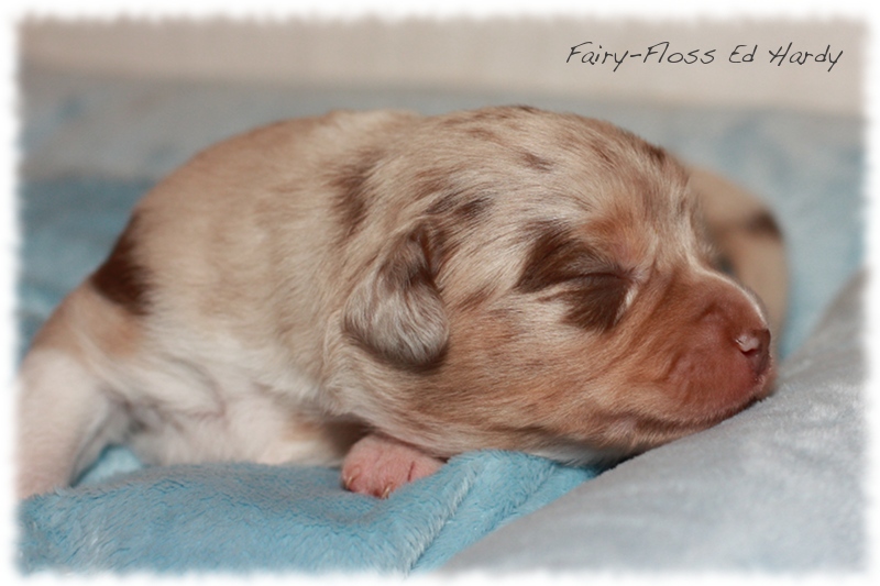 Mini   Aussie Welpen - Mini Aussie Z&uuml;chter - Gesunde Mini   Aussies