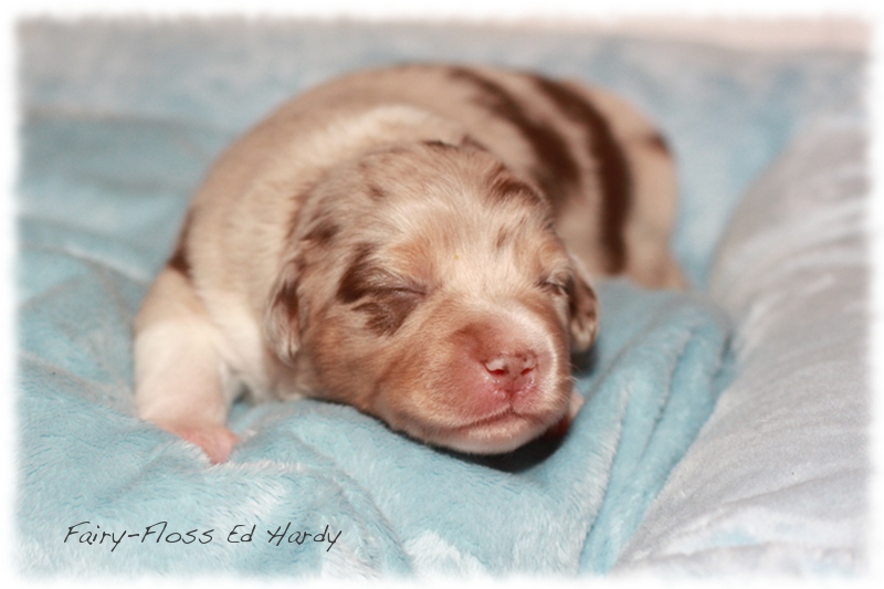 Mini    Aussie Welpen - Mini Aussie Z&uuml;chter - Gesunde Mini   Aussies